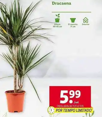 Lidl Dracaena oferta