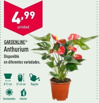 ALDI Anthurium oferta