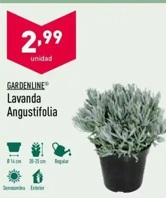 ALDI Lavanda Angustifolia oferta