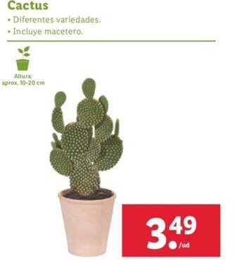 Lidl Cactus oferta