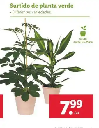 Lidl Surtido de planta verde oferta