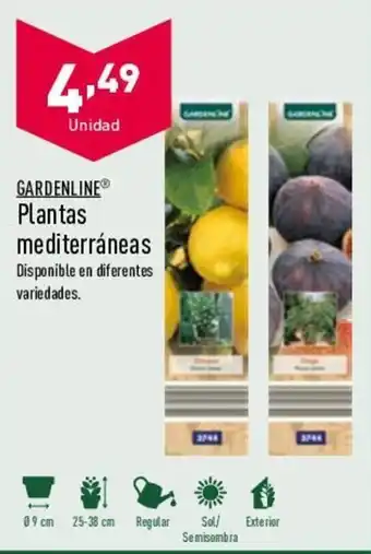 ALDI Gardenline Plantas mediterráneas oferta