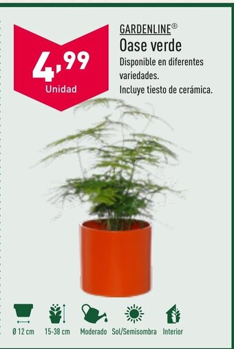 ALDI Gardenline Oase verde oferta