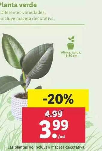 Lidl Planta Verde oferta