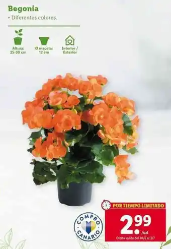 Lidl Begonia Diferentes colores 25-30 cm oferta