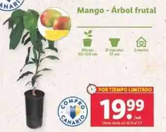 Lidl Mango - Árbol frutal 90-100 cm oferta