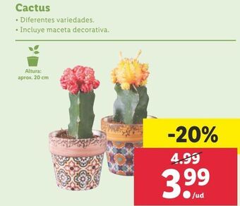 Lidl Cactus oferta