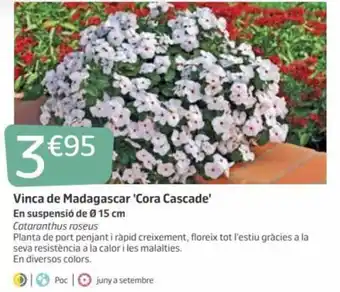 Jardiland Cora Cascade Vinca de Madagascar En Suspenció de Ø 15 cm oferta