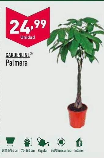 ALDI Gardenline Palmera oferta