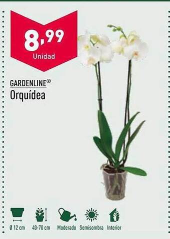 ALDI Gardenline Orquídea oferta