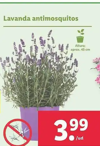 Lidl Lavanda Antimosquitos oferta