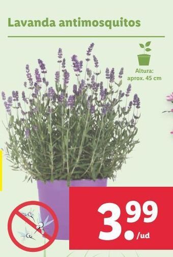 Lidl Lavanda oferta