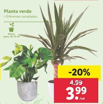 Lidl Plantas oferta