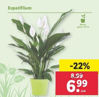 Lidl Plantas con flor oferta