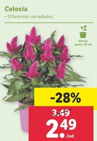 Lidl Celosía oferta