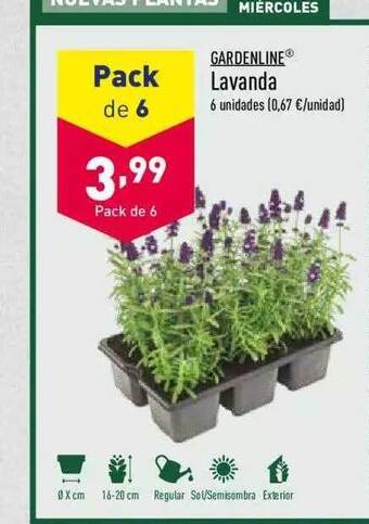 ALDI Gardenline Lavanda oferta