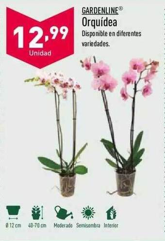 ALDI Orquídea oferta