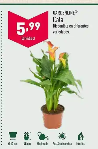 ALDI Cala oferta