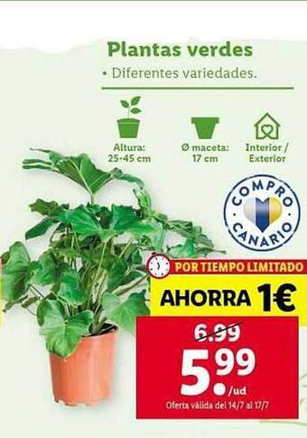 Lidl Plantas Verdes oferta