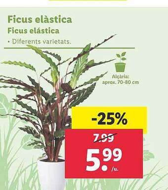 Lidl Ficus Elástica oferta