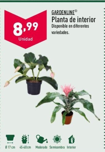 ALDI Gardenline Planta de interior oferta