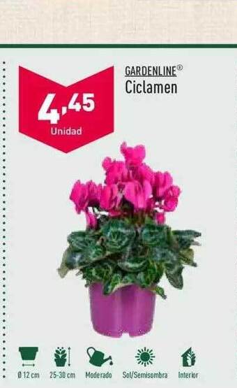 ALDI Gardenline Ciclamen oferta