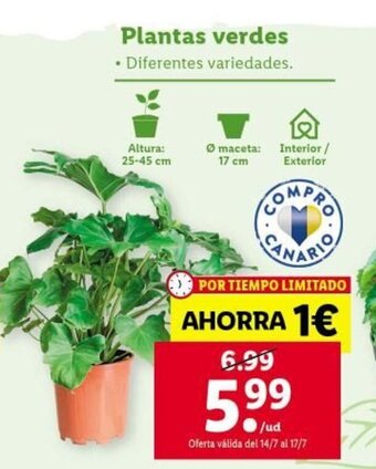 Lidl Plantas Verdes oferta