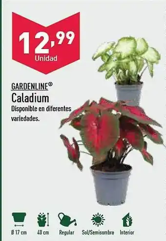 ALDI Gardenline caladium oferta