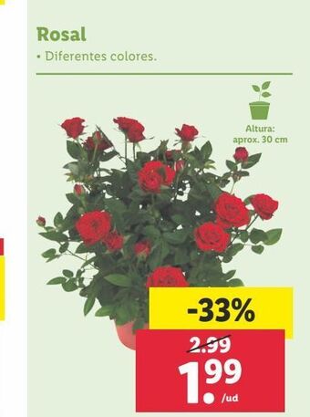 Lidl Rosal oferta