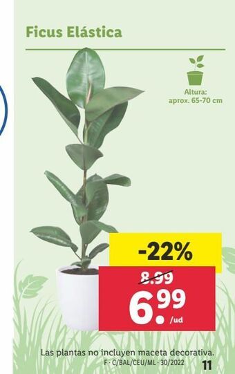 Lidl Ficus elástica oferta