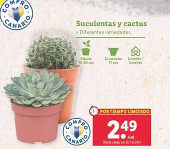 Lidl Suculentas y cactus oferta