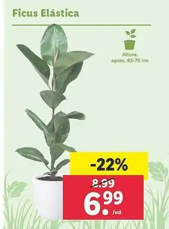 Lidl Ficus elástica oferta