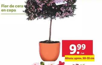 Lidl Flor de cera en copa oferta