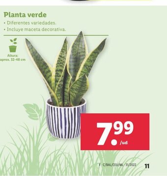 Lidl Planta Verde oferta