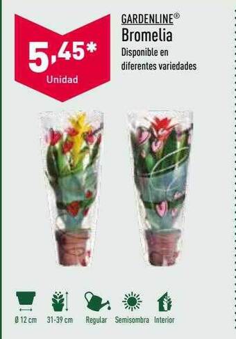 ALDI Gardenline bromelia oferta