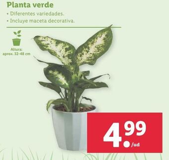Lidl Plantas oferta