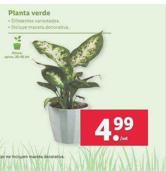 Lidl Planta verde oferta