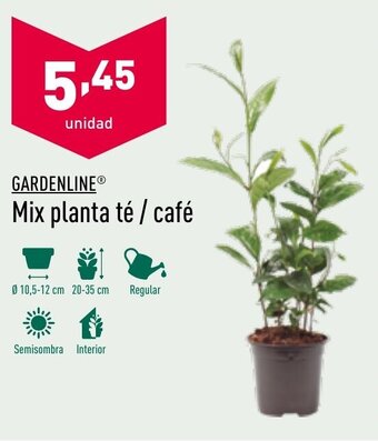 ALDI Gardenline Mix planta té / café oferta