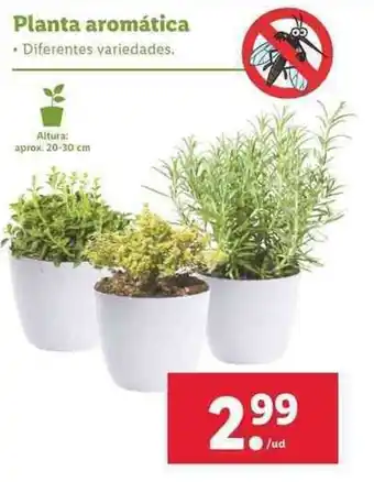 Lidl Planta aromàtica oferta