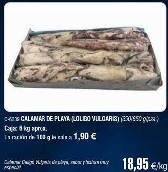Abordo Calamar de playa loligo vulgaris oferta