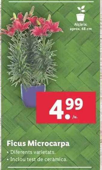 Lidl Ficus microcarpa oferta