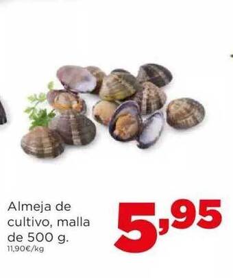 Alimerka Almeja de cultivo oferta