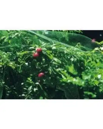 ferrOkey Malla anti-pajaro 4x6mt natuur verde nt118600 oferta