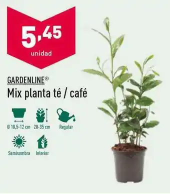 ALDI Gardenline Mix Planta Té / Café oferta