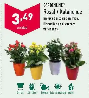 ALDI Gardenline Rosal / Kalanchoe oferta
