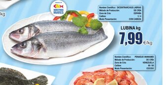 FROIZ Lubina kg oferta