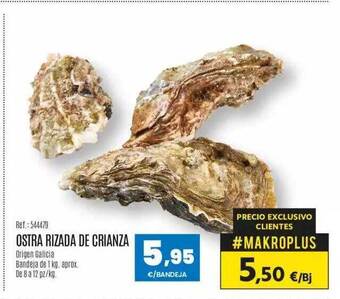 Makro Ostra rizada de crianza oferta