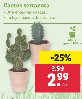 Lidl Cactus oferta
