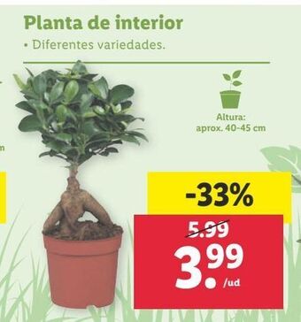 Lidl Plantas oferta