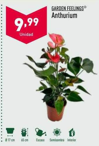 ALDI Garden feelings anthurium oferta